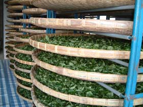 台湾の凍頂烏龍茶の茶葉乾燥作業3