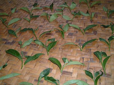 台湾の凍頂烏龍茶の茶葉乾燥