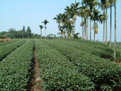 台湾の凍頂烏龍茶の茶畑
