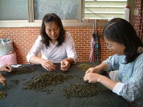 台湾の凍頂烏龍茶の茶葉選別