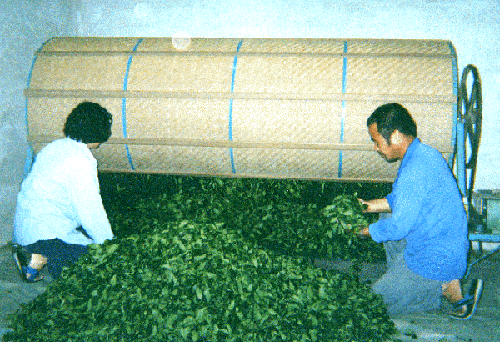 台湾の凍頂烏龍茶の茶葉乾燥作業1