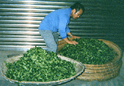 台湾の凍頂烏龍茶の茶葉乾燥作業2