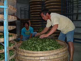 台湾の凍頂烏龍茶の茶葉乾燥作業4