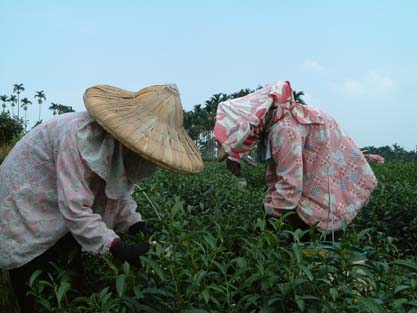 台湾の凍頂烏龍茶の茶摘風景